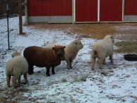 Babydoll Southdown Sheep in the Earthsong Orchard Farm Barnyard Babydoll Southdown Sheep in the Earthsong Orchard Farm Barnyard